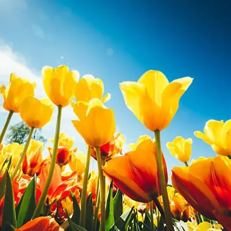 Casa de Férias Aqua Petten